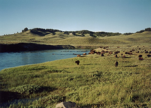 Bison, Hayden Valley, Yellowstone.