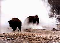 bison at castle geyser
