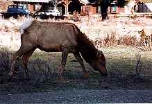 wapiti