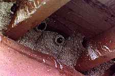 cliff swallow nests