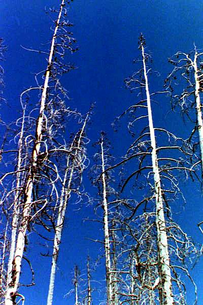 Dead Trees, Yellowstone