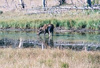 Moose, South of Canyon Junction, Yellowstone