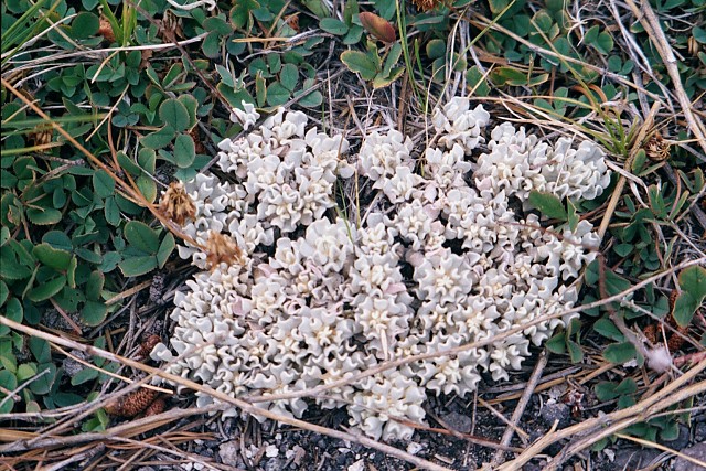 Plant, Lower Geyser Basin, Yellowstone