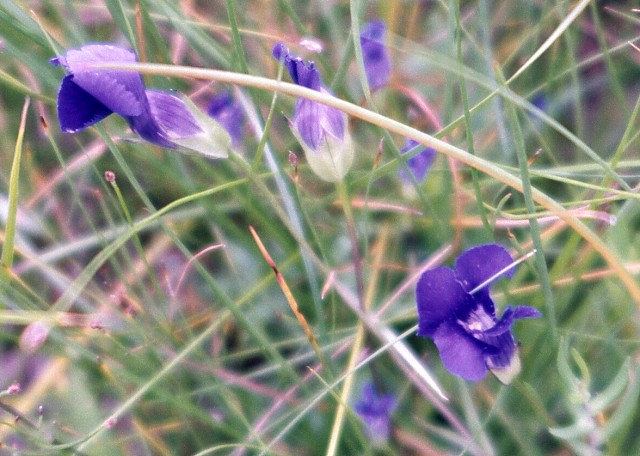 Gentian, Lower Geyser Basin, Yellowstone