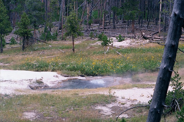 Spindle Geyser, Lower Geyser Basin, Yellowstone