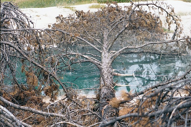 Buffalo Pool, Lower Geyser Basin, Yellowstone