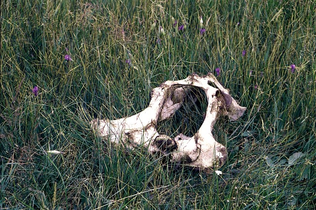 Pelvis, Lower Geyser Basin, Yellowstone