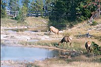 Elk at West Thumb Geyser Basin, Yellowstone