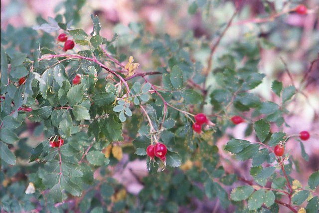 Rose Hips, Beaver Ponds Trail, Yellowstone